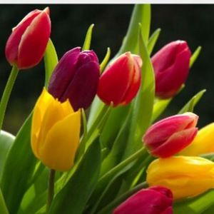 Meet your Posher, Kelly